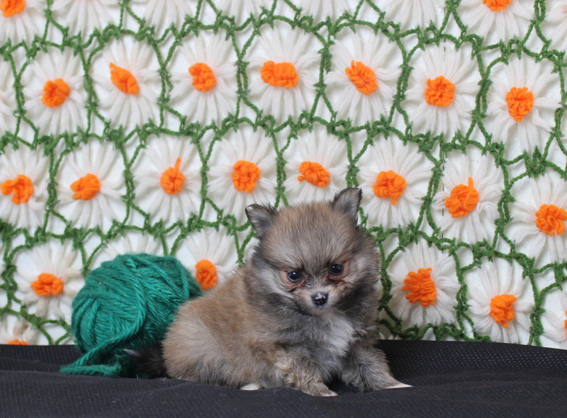 puppy, for, sale, Pomeranian, Matthew B. Stoltzfus, dog, breeder, Gap, PA, dog-breeder, puppy-for-sale, forsale, nearby, find, puppyfind, locator, puppylocator, aca